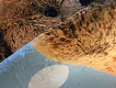 Dětský koberec Ultra Soft Medvídek modrý