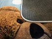 Dětský koberec Ultra Soft Medvídek modrý